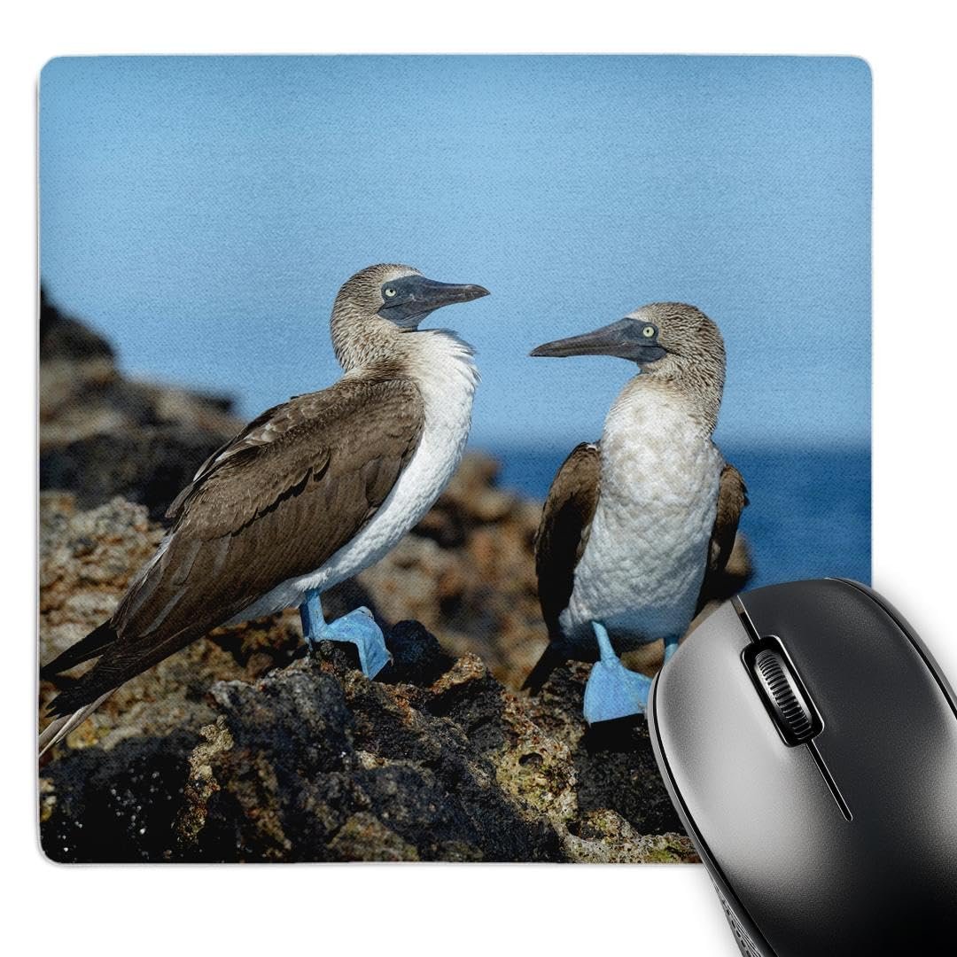 3dRose Galápagos, Piquero de Patas Azules — Mouse Pad 8x8